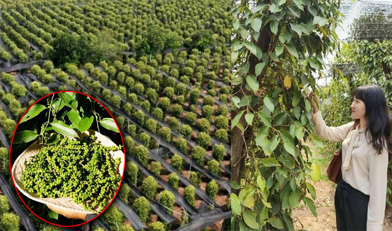 ម្រេច​កម្ពុជា​ត្រូវបាន​អនុញ្ញាត​ឱ្យ​នាំចេញ​ទៅ​កាន់​ប្រទេស​ចិន​